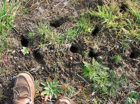 Above Ground Foraging Voles | Vole Bait Stations - Get Rid of Voles ...