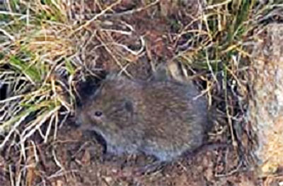 Montane Vole