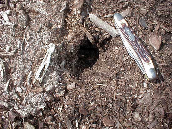 Burrow Entrance in Hardwood Mulch