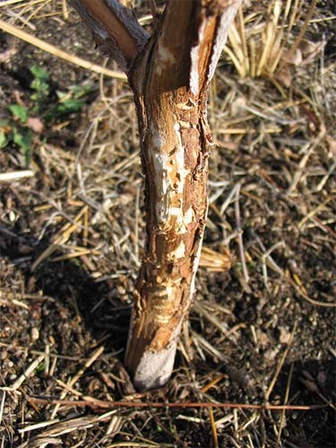 Vole Tree Damage