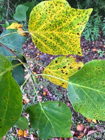 Fall is a great time to kill to voles