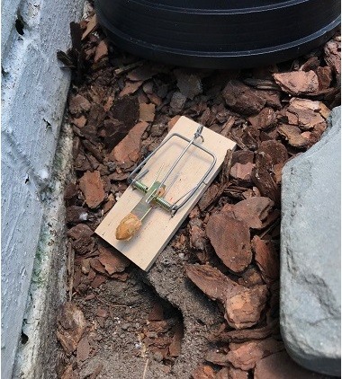 How to trap a vole