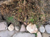 Vole Burrow Entrances Between Landscape Stones